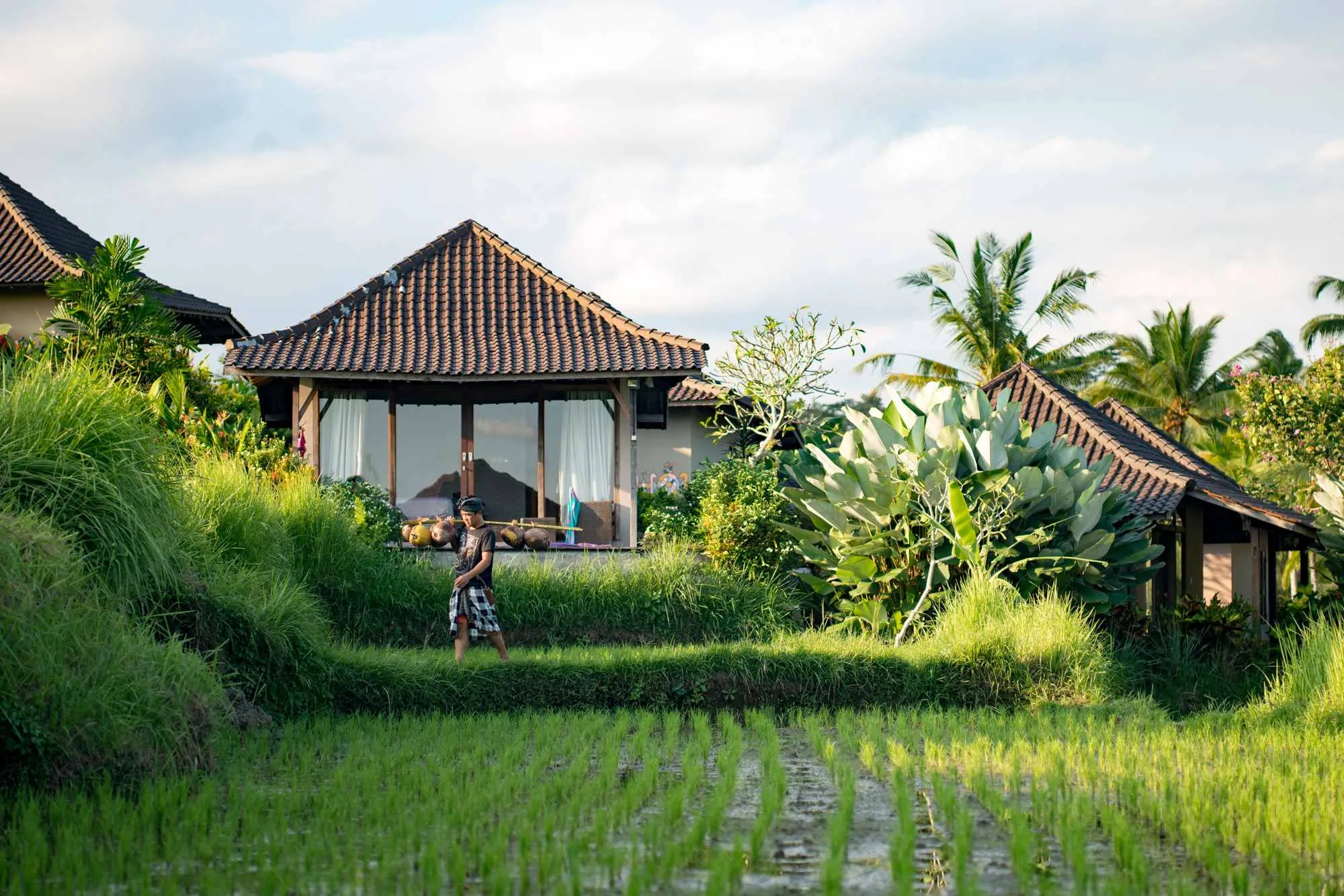 Terraced rice fields surrounding Azadi Retreat yoga teacher training Bali
